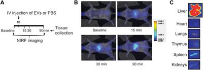 Evaluation and manipulation of tissue and cellular distribution of cardiac progenitor cell-derived extracellular vesicles